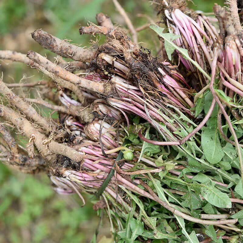 纯山上挖黄花地丁食材500g药材包邮新鲜蒲公英根茶婆婆丁根种子苗
