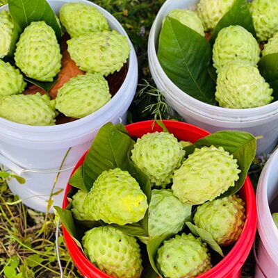 新鲜释迦果凤梨牛奶释迦佛头果番荔枝新鲜当季水果整箱孕妇水果