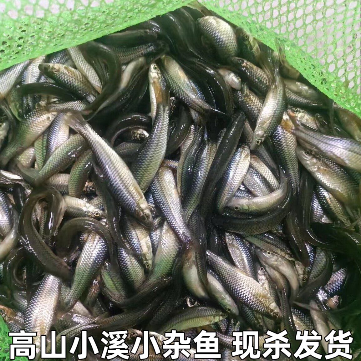 湖北宜昌小杂鱼小河鱼新鲜小鱼淡水鱼小土鱼小麻鱼麦穗鱼现杀包邮
