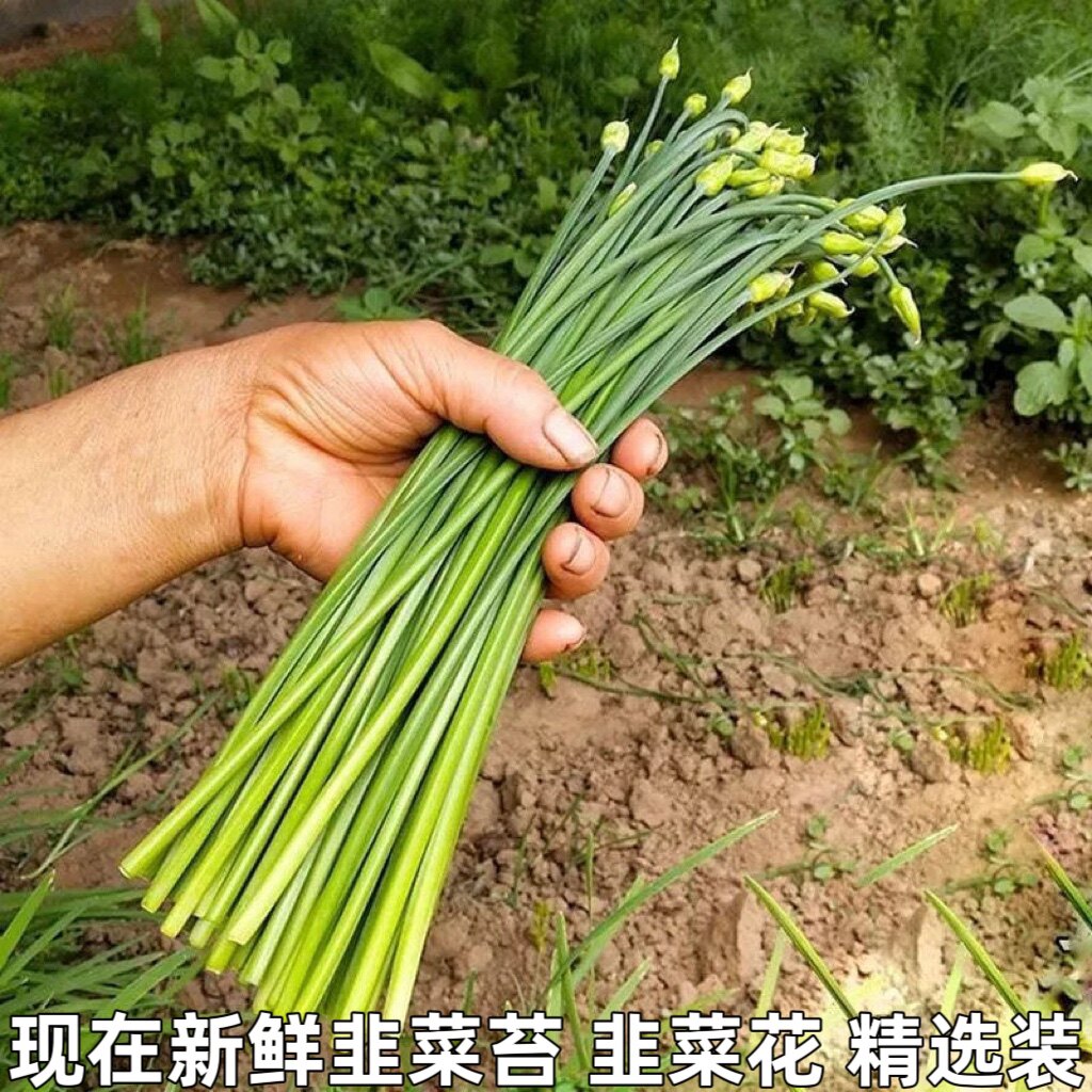 新鲜韭菜苔蔬菜现摘现发韭菜花茎农家自种韭苔特产营养美食包邮