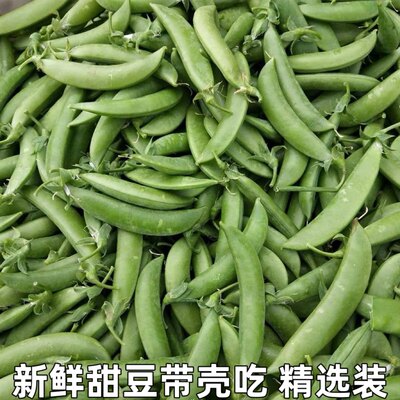 新鲜甜豆带壳甜豆青豆鲜豌豆荚青豌豆非荷兰豆甜豌豆农家蔬菜包邮