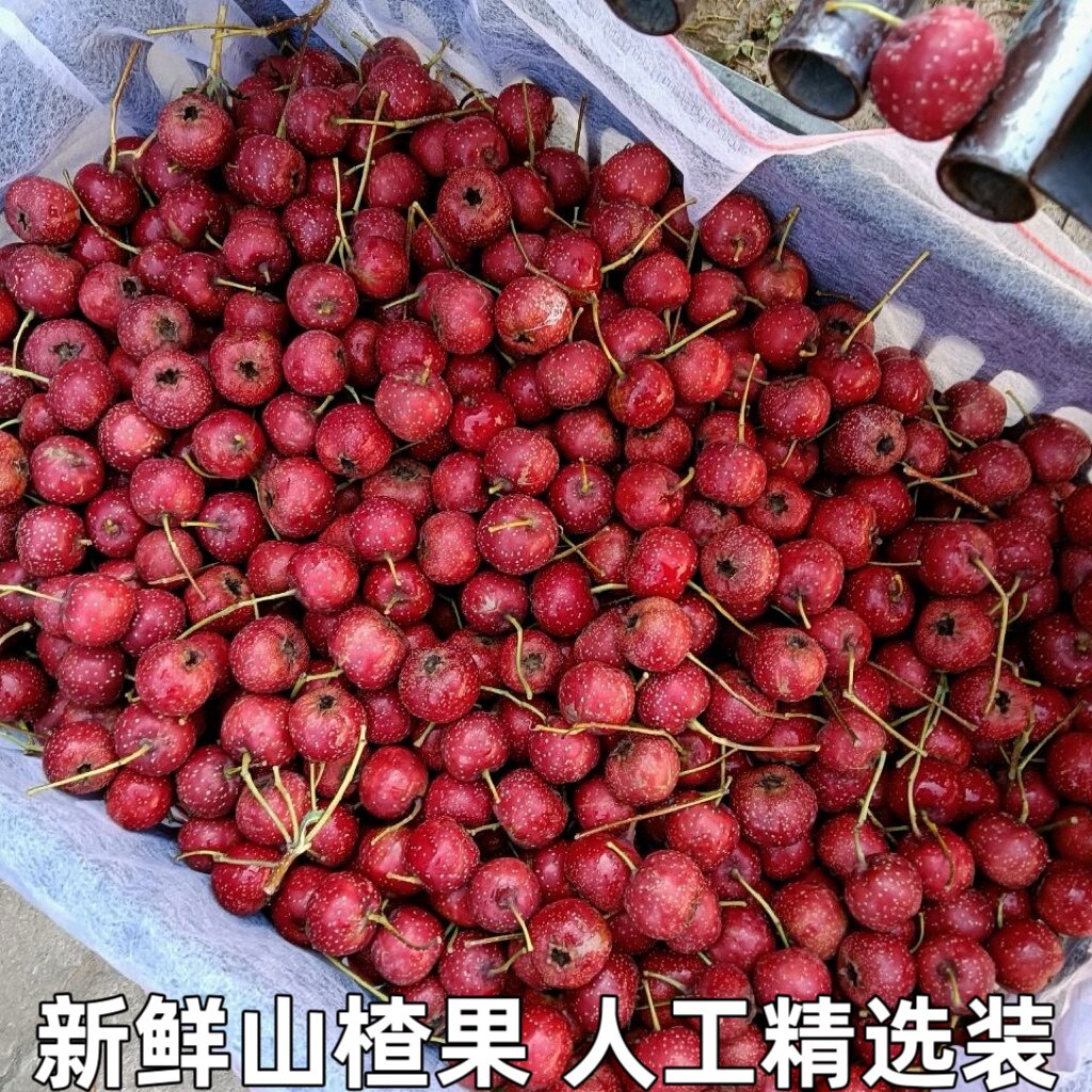 新鲜山楂果水果山楂新鲜山楂果水果山里红铁山楂冰糖葫芦山楂大果