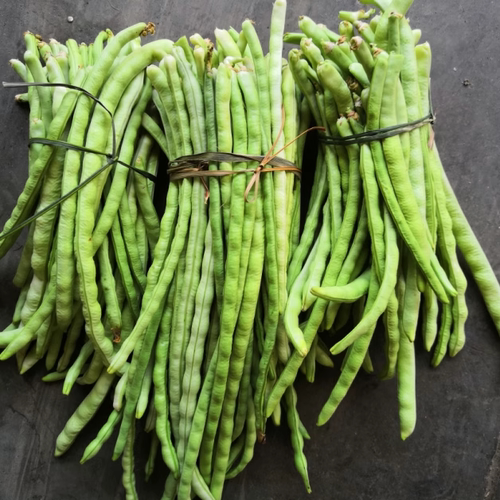 农家现摘八月山豆角老豆角四季豆角八月爪豇豆豆角新鲜蔬菜