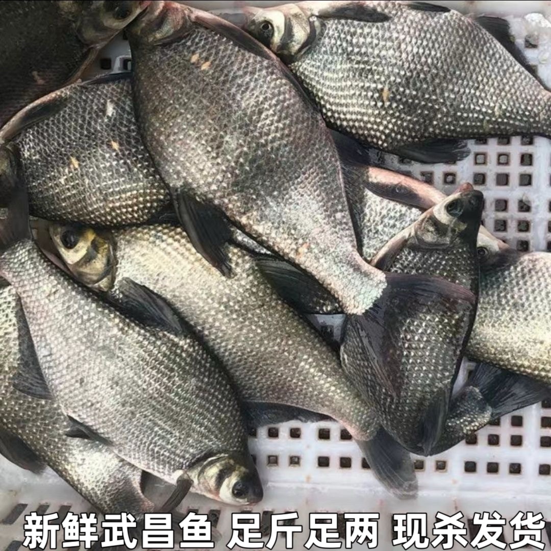 鳊鱼新鲜武昌鱼淡水鱼鲜活鳊鱼扁鱼新鲜湖北宜昌水库鱼直发包邮