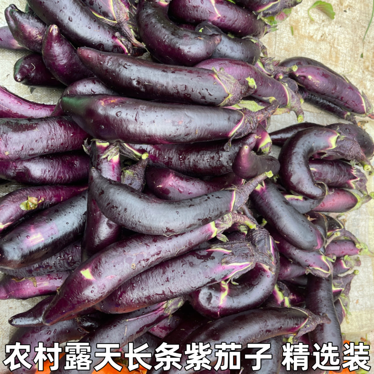 農村茄子八方美蔬菜紫茄子 農家自種現(xiàn)摘現(xiàn)發(fā)新鮮紫大茄子包郵