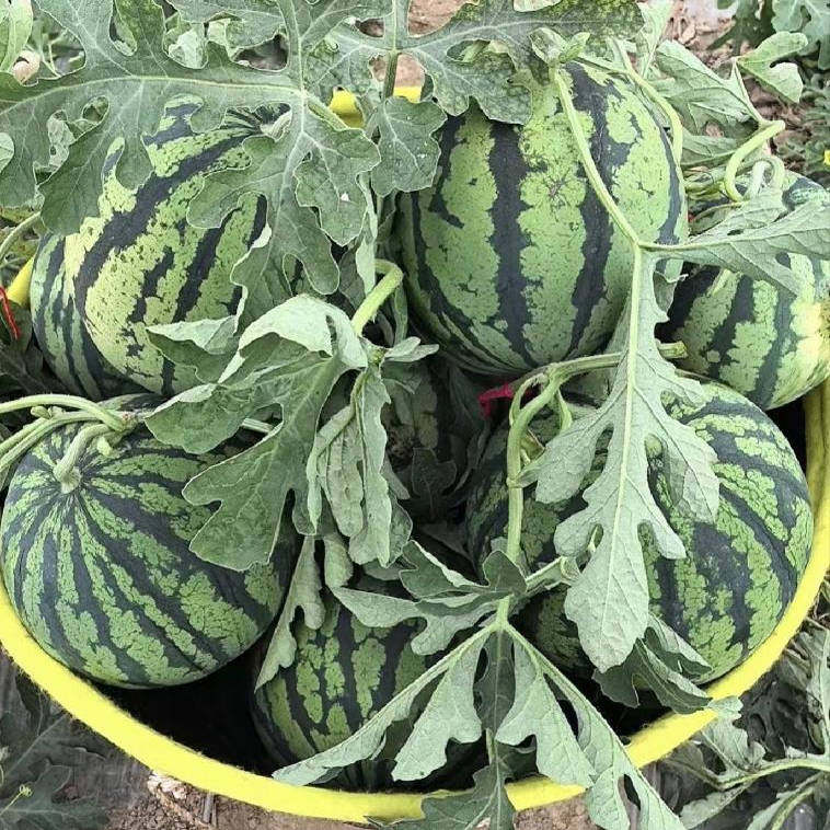 农家自种露天小西瓜水果新鲜大西瓜皮薄超甜现摘现发当季水果