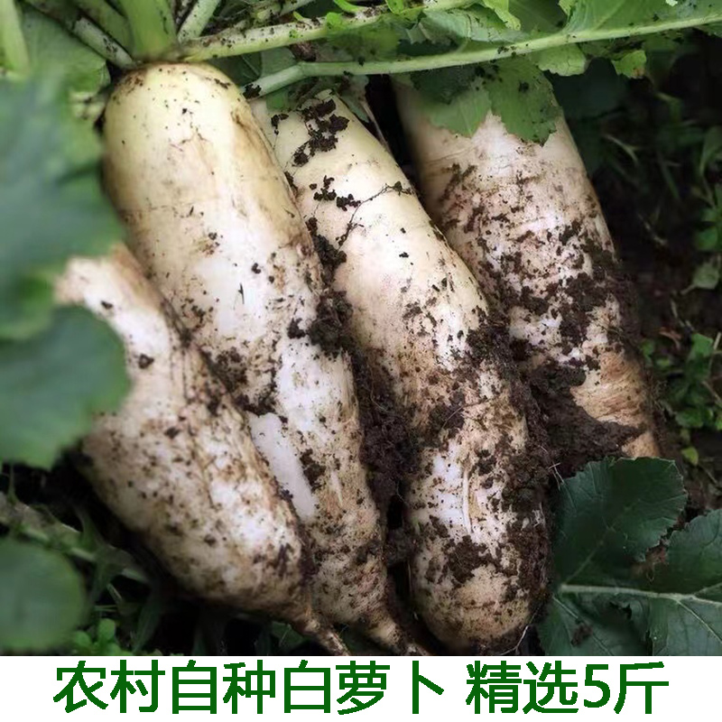 农家自种新鲜蔬菜白萝卜