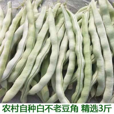 湖北新鲜老来少豆角白不老眉豆白扁豆4斤蔬菜白豆角芸豆四季豆