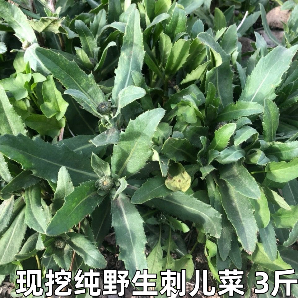 刺儿菜新鲜青青草刺狗牙七七菜野菜带刺菜带根带叶小蓟草中药材