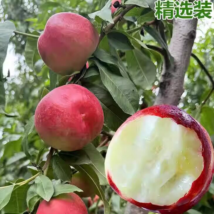 新鲜白心油桃水晶油桃子应季现摘纯脆甜枣桃白肉红皮桃子包邮