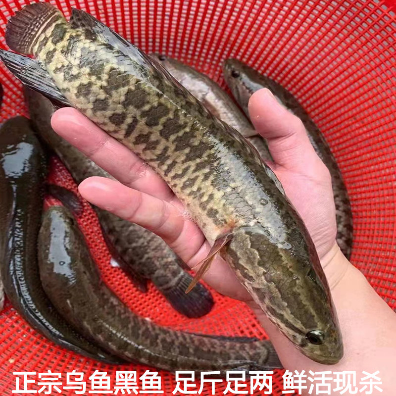 湖北新鲜黑鱼乌鱼乌棒蛇头鱼才鱼财鱼炖汤术后滋补炖汤现杀包邮