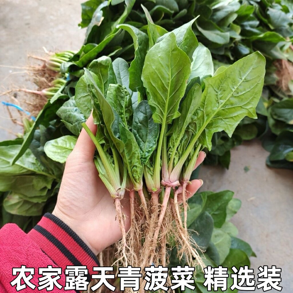 新鲜菠菜 新鲜蔬菜 农家自种青叶菜类