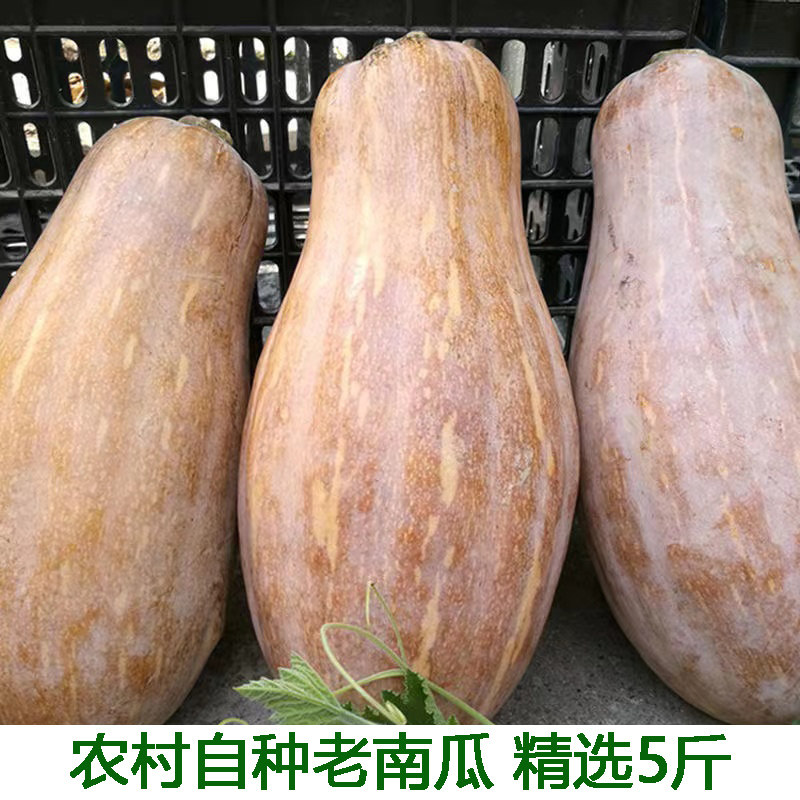 老南瓜农家新鲜香新鲜大白菜叶白南瓜