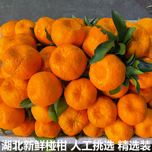 正宗湖北宜昌椪柑新鲜芦柑橘子桔子青皮椪柑当季水果整箱碰柑包邮