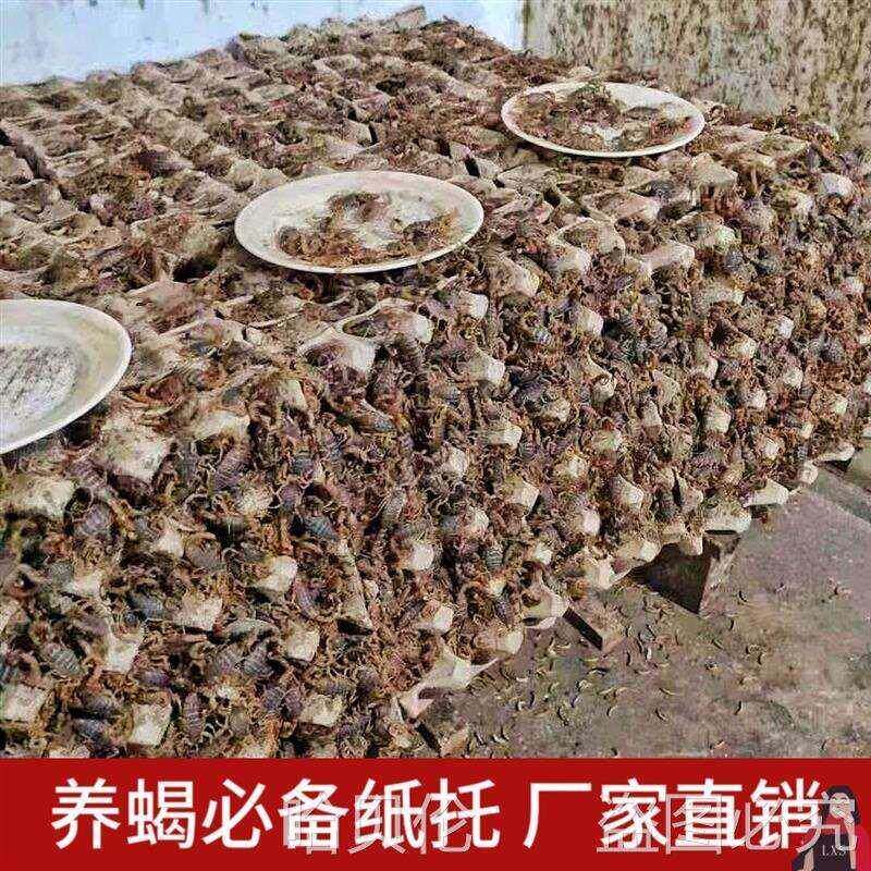 蝎子苗专用蛋托蝎子蜕皮器蝎子养殖泡沫箱蝎子窝防寒养殖蛋纸托