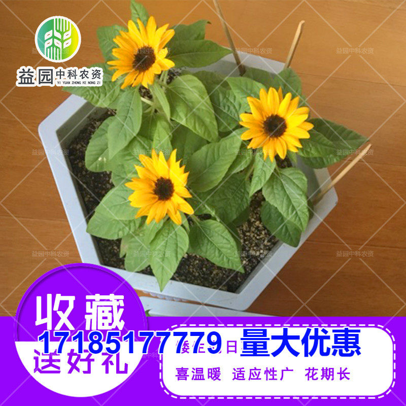 矮生向日葵种子 迷你盆栽太阳花观赏阳台盆栽四季播易种花卉