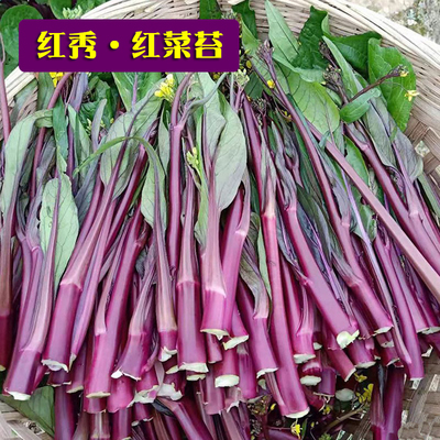 红菜苔种孑蔬子心十月紫家庭