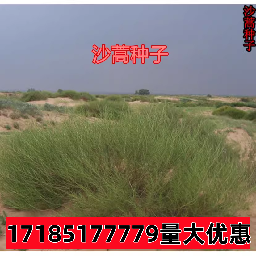 沙蒿种子 别名:漠蒿种子,薄蒿,草蒿,荒地蒿,荒漠蒿 牧草种子
