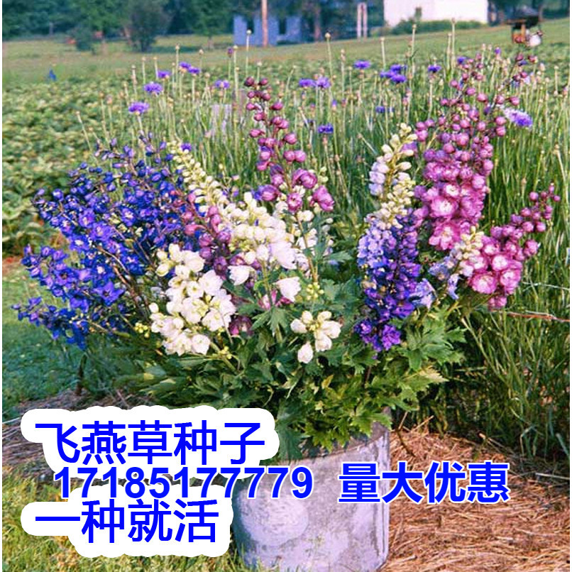 飞燕草种子混色室内阳台庭院植物种籽景观花海易活花种子花卉花籽