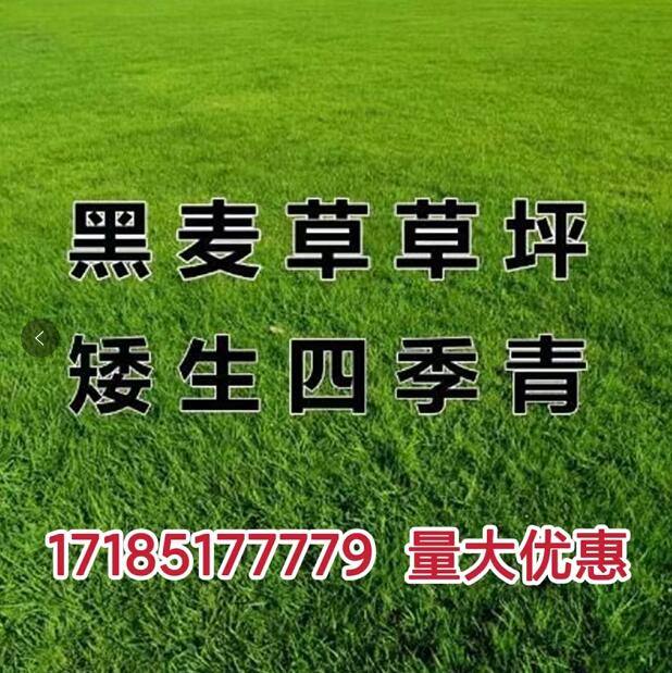 草坪草籽四季常青狗牙根马尼拉庭院绿化地毯草草皮种孑护坡草种子