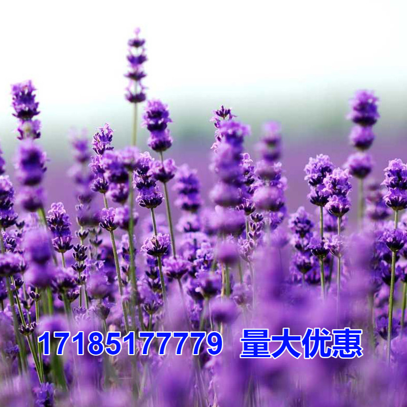风铃草月见草毛地黄花卉种子