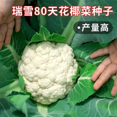 瑞雪80天花椰菜种子白色西兰