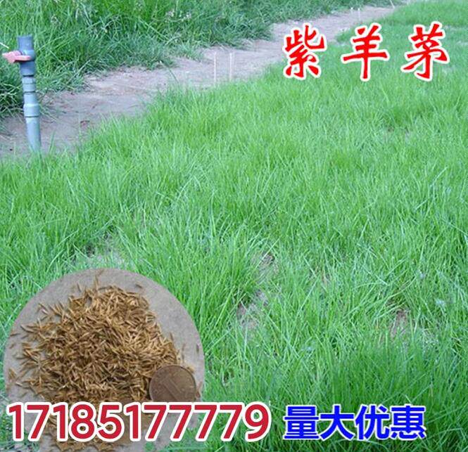 耐寒四季青草坪种子 紫羊茅草种子 公园机场广场高尔夫护坡草