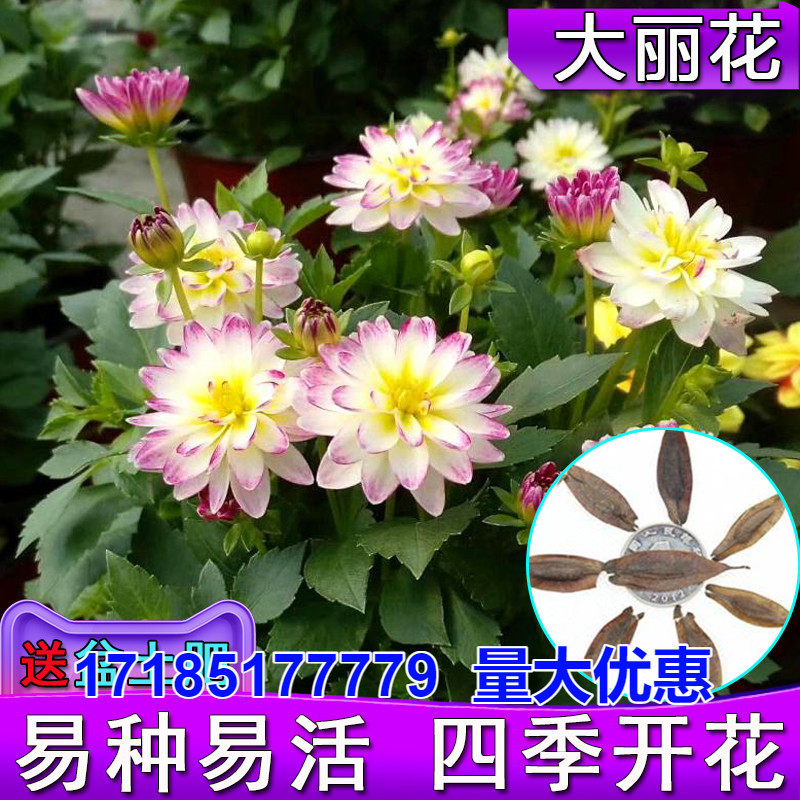 大丽花种籽小丽花苗多年生宿根四季易种家庭室内阳台花卉盆栽种子