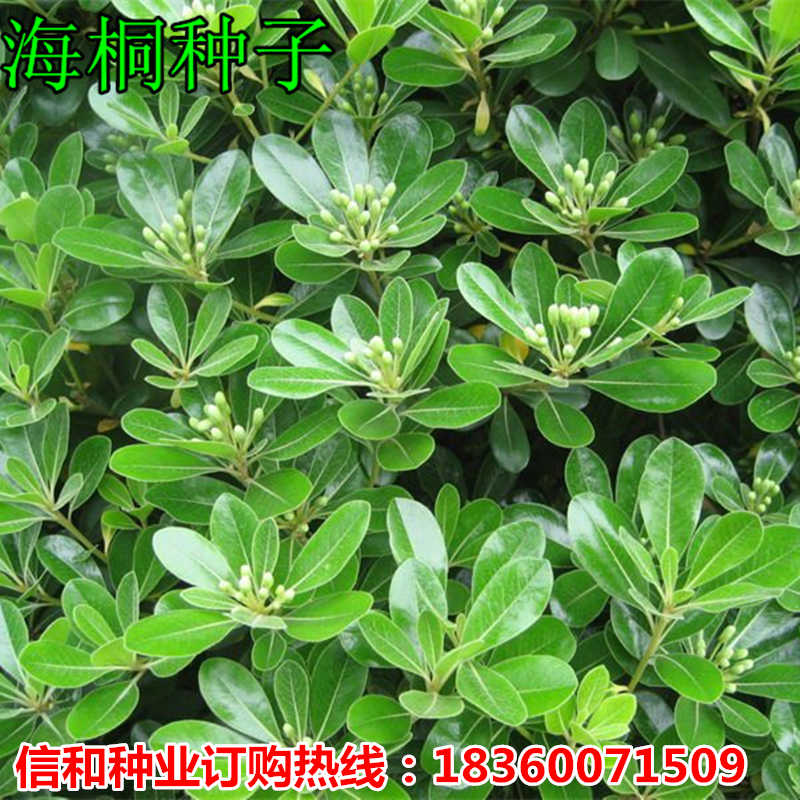新采四季常青乔木种子 海桐种子 海桐花 海桐新种子 山矾新种子