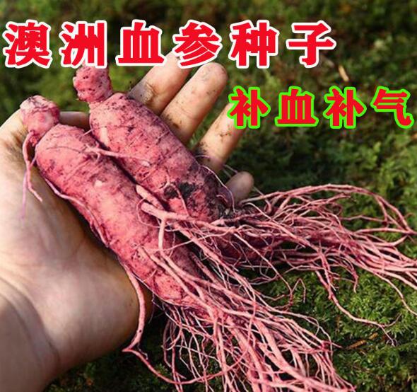人参果阳台盆栽四季耐寒伊凯迪