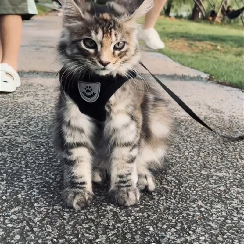 狗狗牵引绳遛狗绳子背心式项圈狗链小型犬猫背带泰迪比熊胸背带