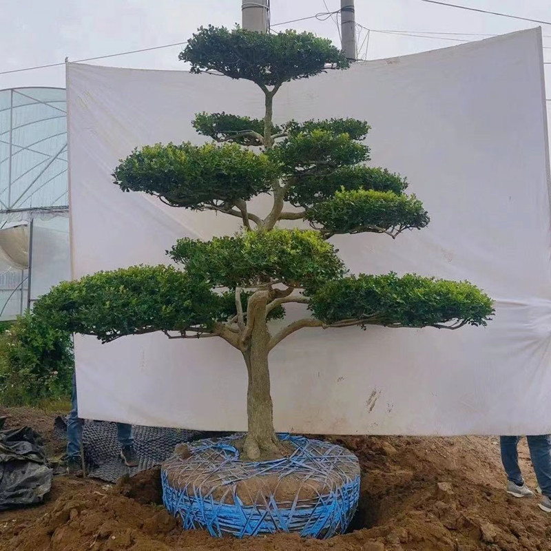 四季常青黄杨造型不落叶耐寒盆景