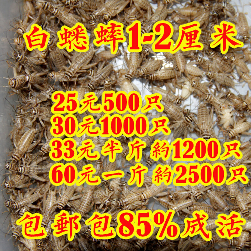 蛐蛐 白蟋蟀油葫芦蟋蟀活体饲料活物 多规格蜥蜴守宫龙鱼饲料包邮