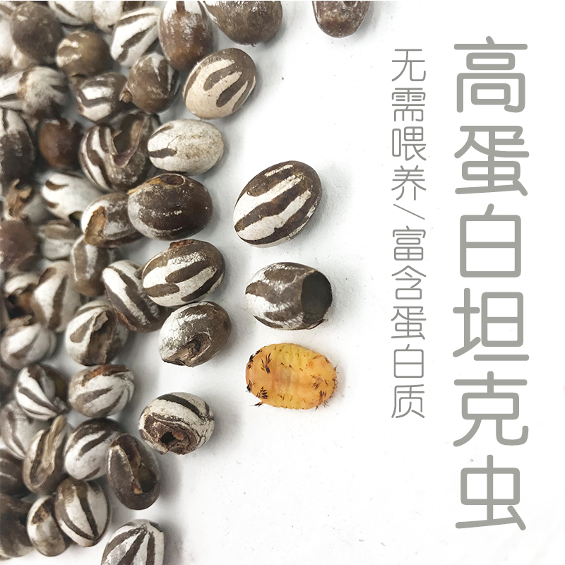 清秋家仓鼠熊通心粉鼠睡鼠花枝高蛋白长胖增肥坦克虫洋辣子活虫