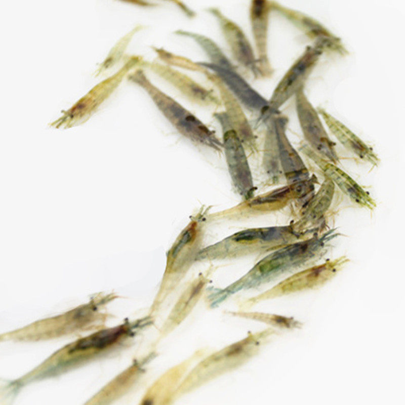 黑壳虾草虾观赏虾大和藻虾除藻虾大号樱花虾工具虾观赏虾米虾蜈蚣