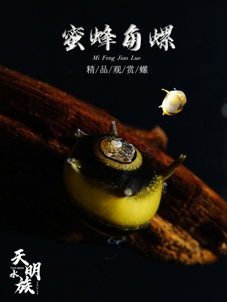 包邮蜜蜂角螺 彩蛋活体 热带淡水除藻清理草缸水族冷水观赏宠物螺