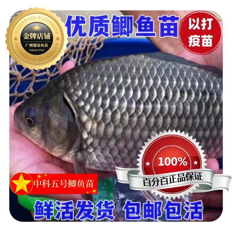 正宗中科五号鲫鱼苗淡水养殖彭泽鲫高背鲫中科三号工程鲫鱼苗包邮