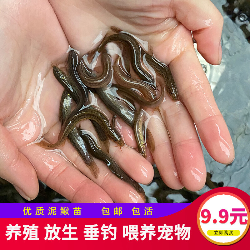 台湾泥鳅苗好养活体黄金泥鳅鱼苗观赏鱼筏钓鱼淡水小金龙养殖饲料