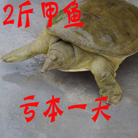 甲鱼活体鲜活包邮食用养殖卤味小甲鱼苗小中华鳖水鱼团鱼公雄青黄