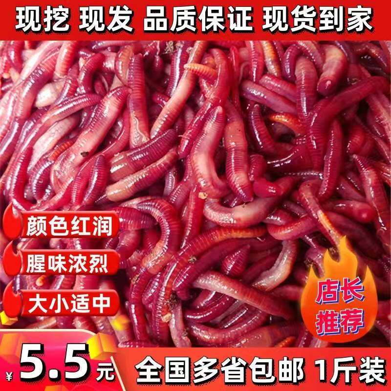 钓鱼蚯蚓活体红蚯蚓野钓垂钓蚯蚓活饵红虫鱼饵龟食散装盒装包邮