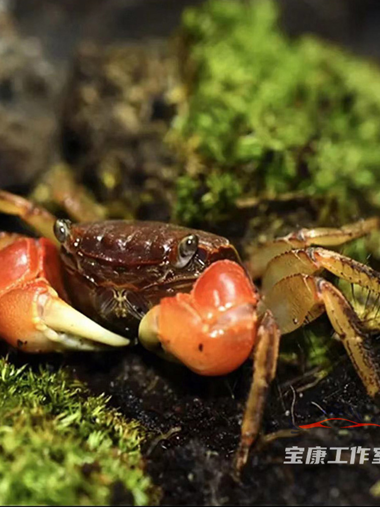 泰国 相手蟹淡水蟹观赏蟹 迷你辣椒蟹 宠物螃蟹蟹 红螯