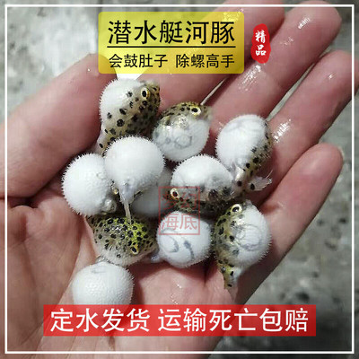 大金娃娃河豚潜水艇鱼巧克力娃娃热带观赏鱼淡水小型观赏河豚鱼