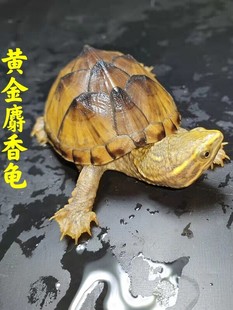 麝香龟深水龟鱼缸混养迷你宠物龟观赏龟蛋龟剃刀龟水产活物小乌龟