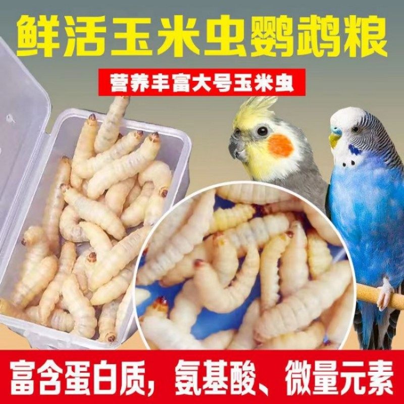 包邮葡萄蜜虫钓饵爬宠仓鼠玉米虫活体零食大蜡螟幼体鱼饵鸟虫粮食,宠物/宠物食品及用品,爬虫/鸣虫食物,淘宝优惠券,粉丝福利购,淘宝优惠卷