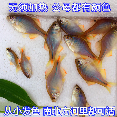 中华七彩旁皮观赏鱼活体淡水