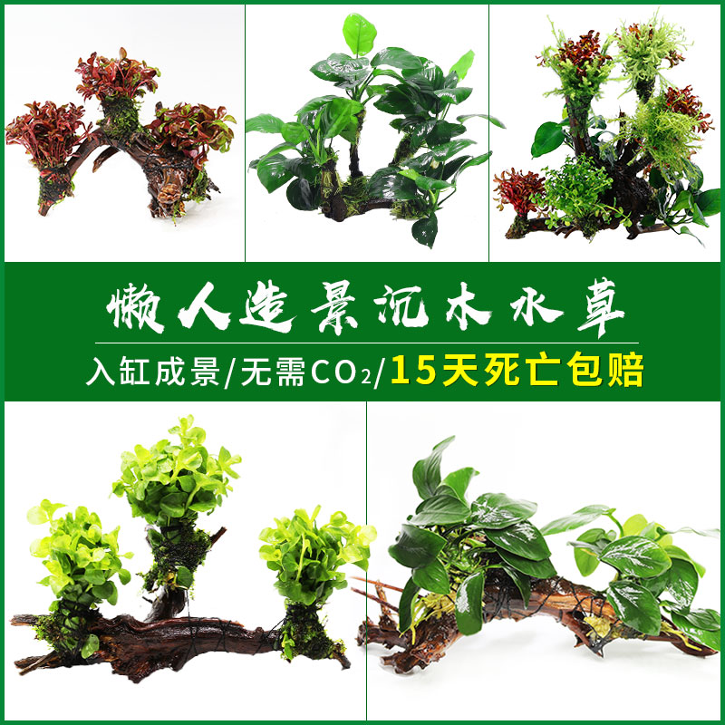 懒人水草活体鱼缸造景水榕沉木小水榕水草活体小巴榕丹麦榕金钱榕