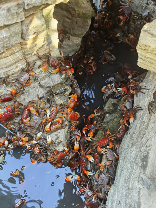 观赏活体迷你辣椒蟹相手蟹淡水蟹宠物蟹养鱼缸除藻螃蟹鱼虾类混养