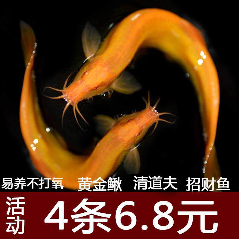 小金龙红泥鳅黄金鳅冷水清道夫垃圾工具清洁鱼缸w观赏金鱼锦