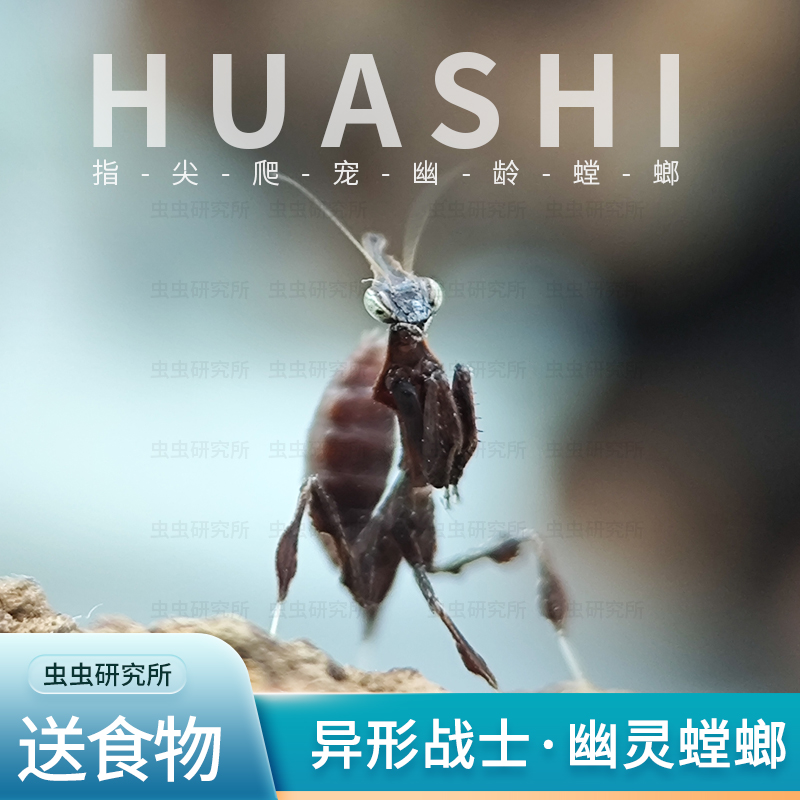 非洲幽灵螳螂枯叶观赏螳螂昆虫活物宠物爬宠螳螂炫酷异型战士螳螂