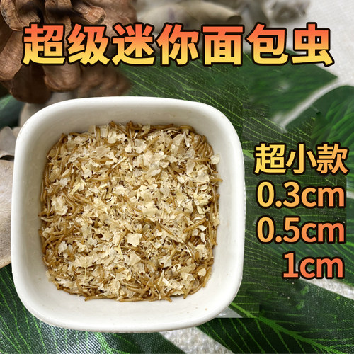 小面包虫鲜活黄粉虫跳蛛螳螂睫角守宫蝎子蜘蛛乌龟芦丁鸡爬宠饲料